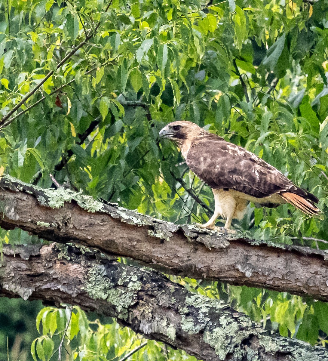 Red-tailed Hawk - ML621044378