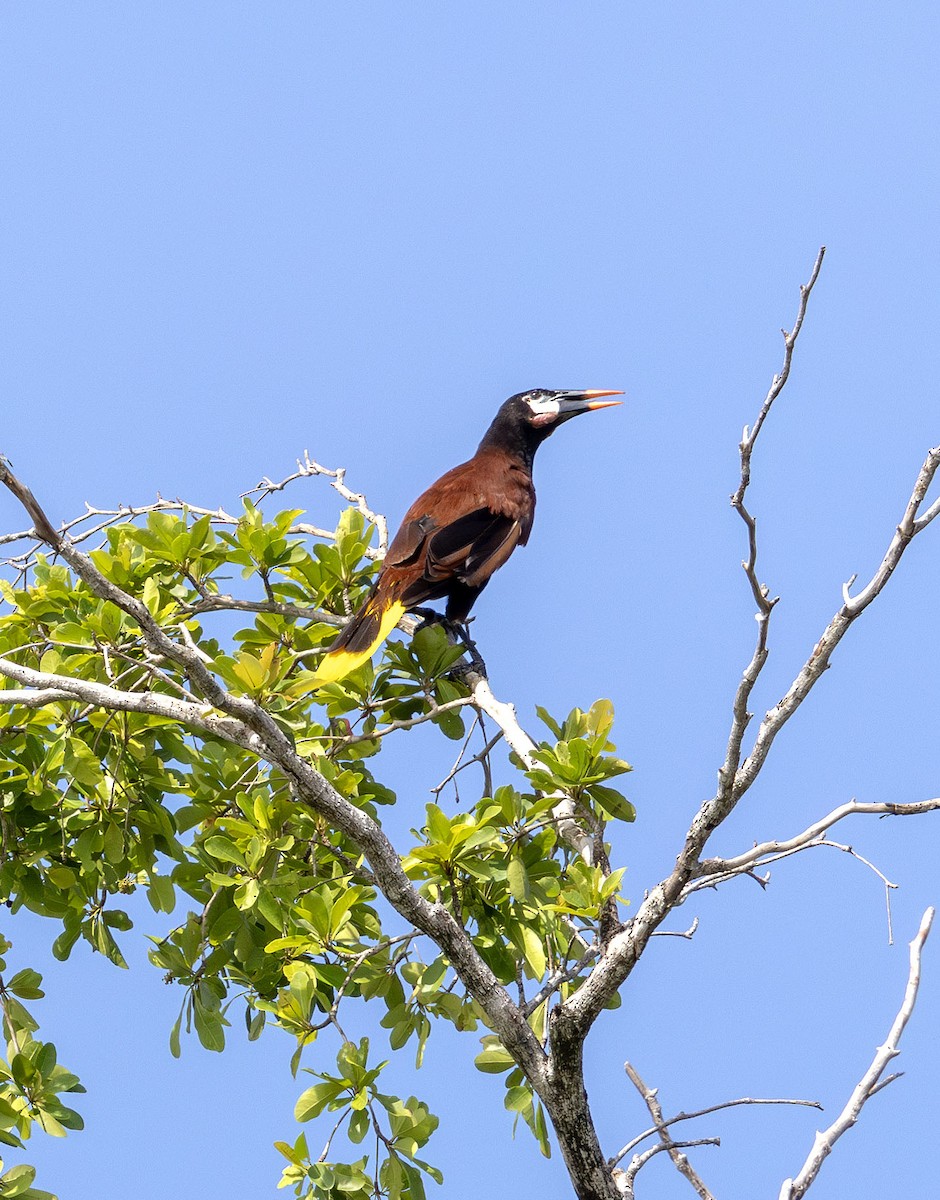 Montezuma Oropendola - ML621044398