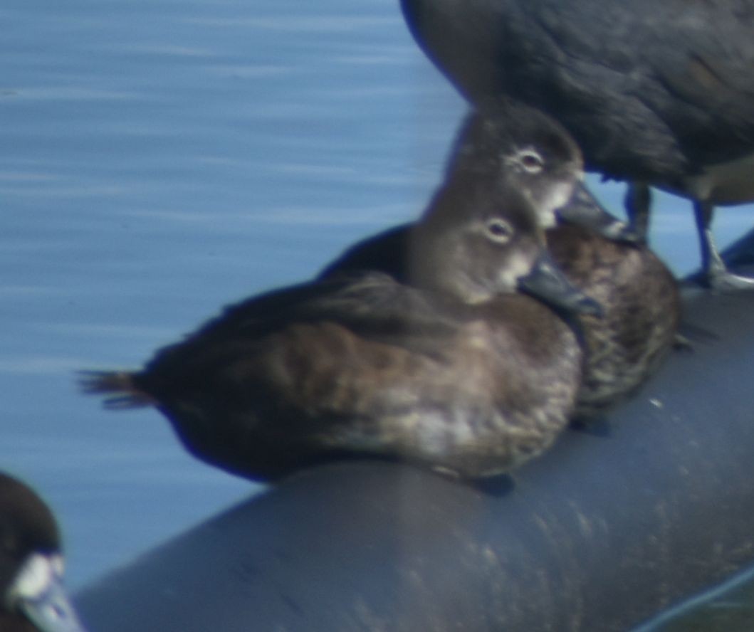 Ring-necked Duck - ML621044445