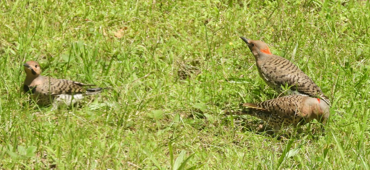 Northern Flicker (Yellow-shafted) - ML621044460