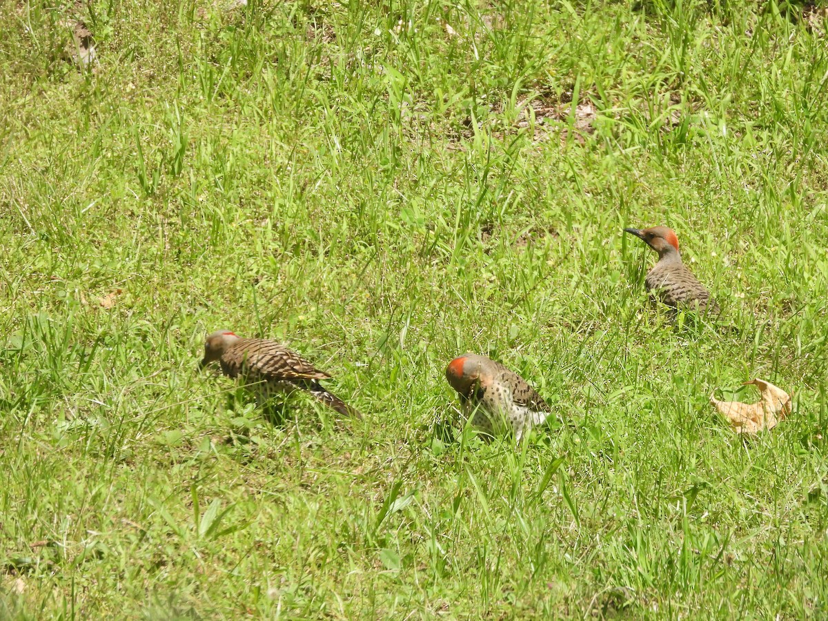 Northern Flicker (Yellow-shafted) - ML621044465