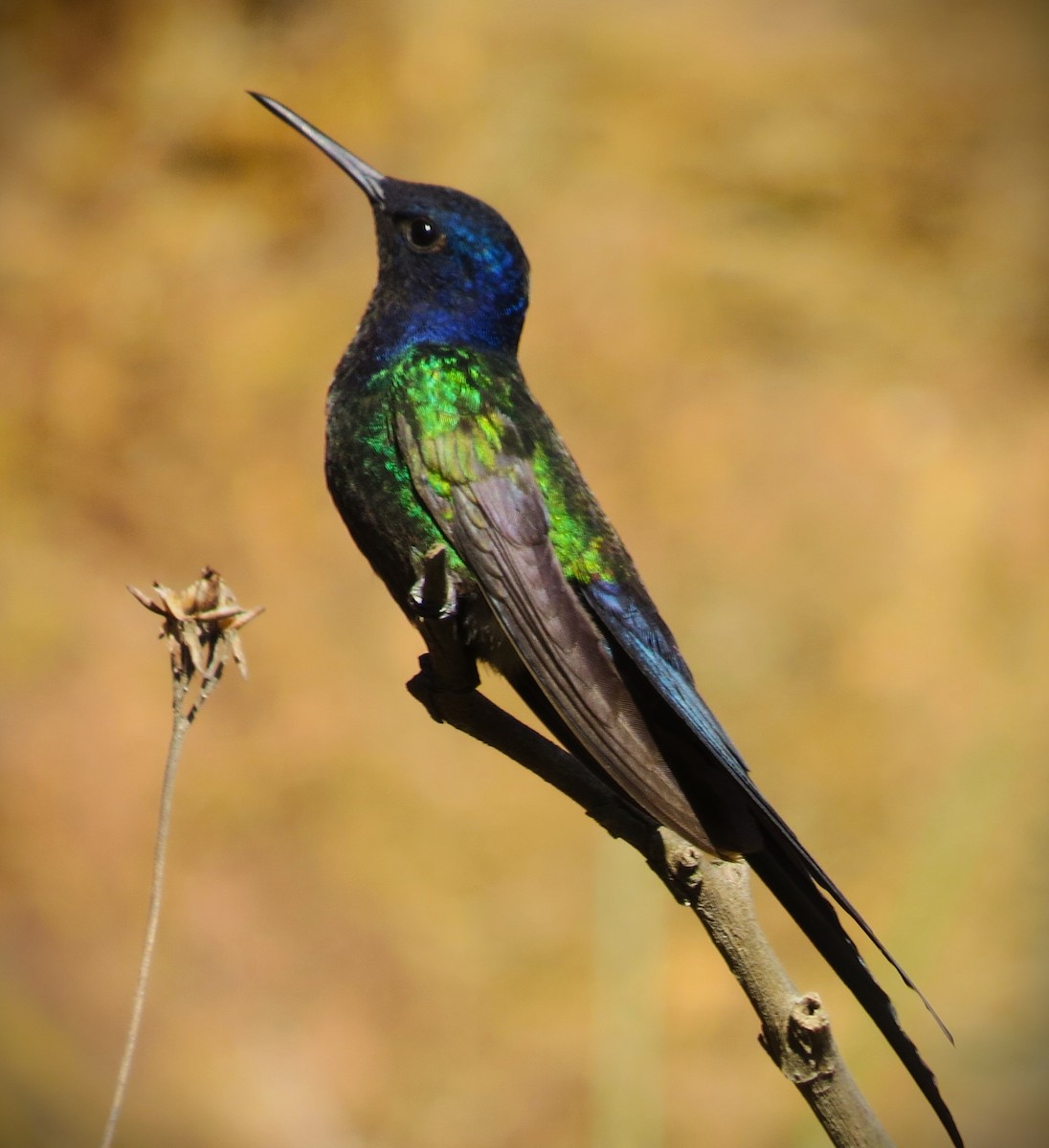 Swallow-tailed Hummingbird - ML621044475