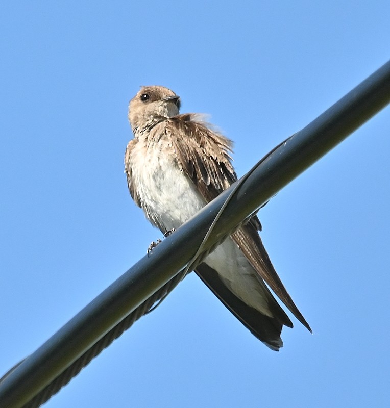 Northern Rough-winged Swallow - Regis Fortin