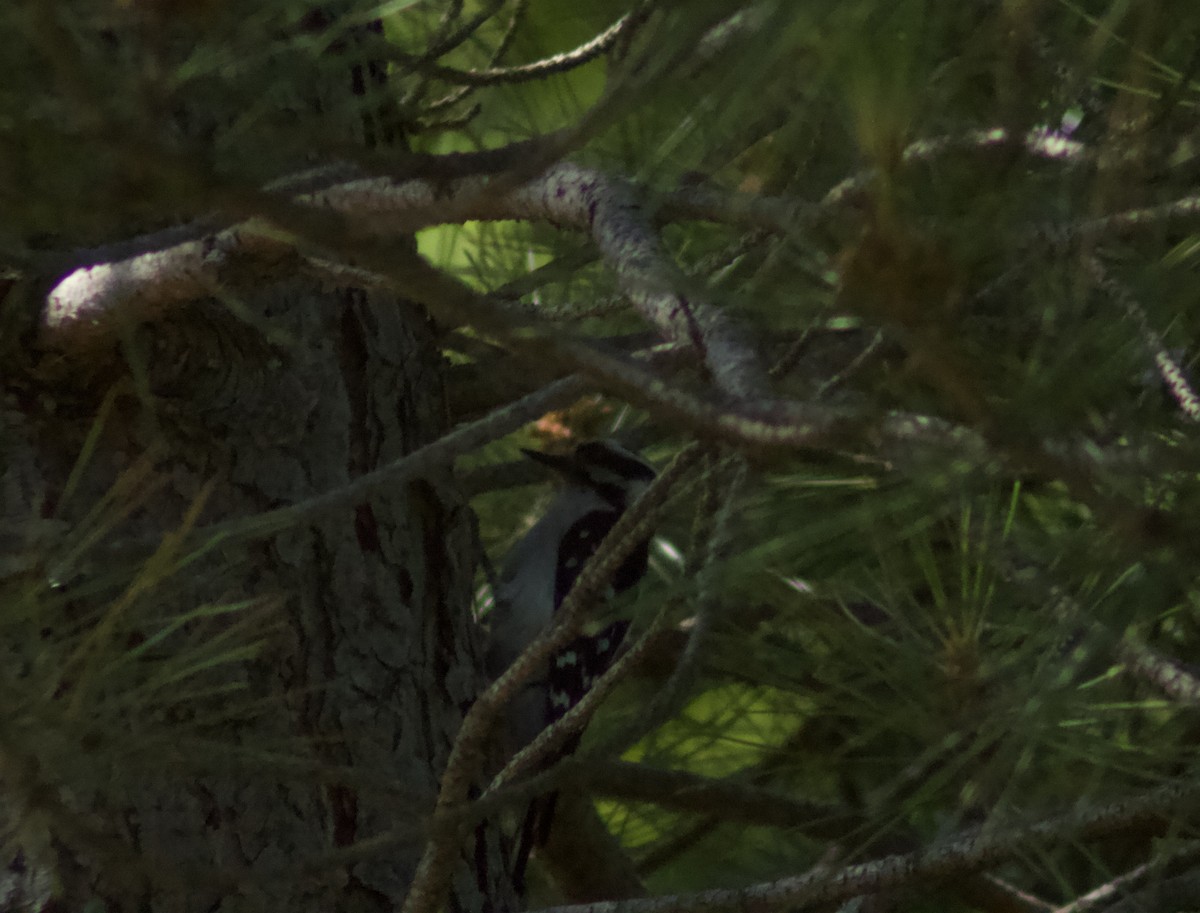 Downy Woodpecker - ML621044504