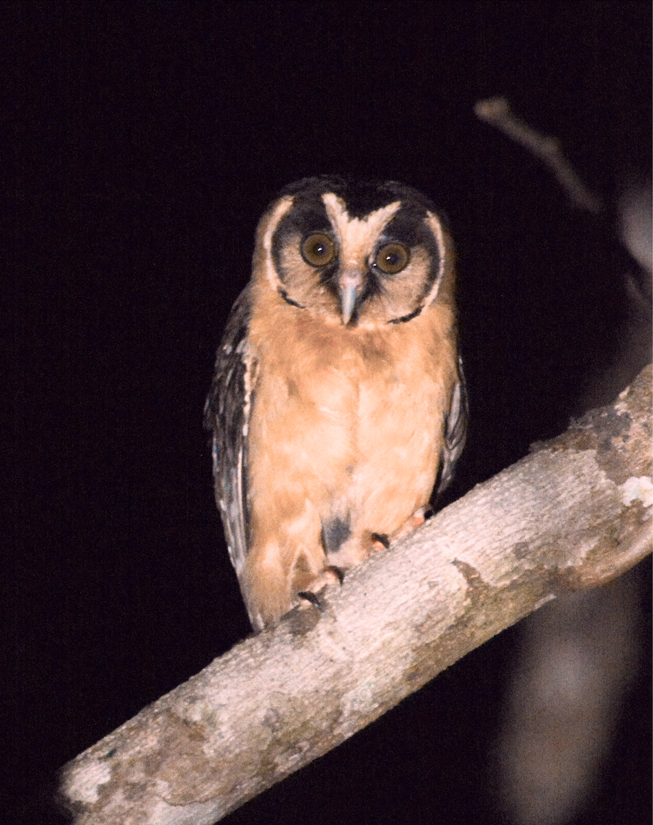 Buff-fronted Owl - ML621044505
