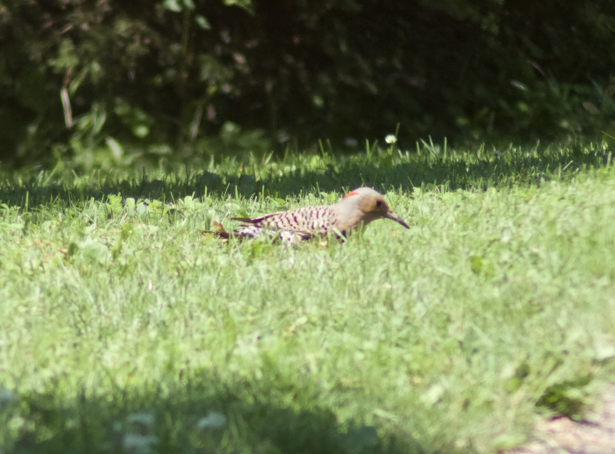 Northern Flicker - ML621044507