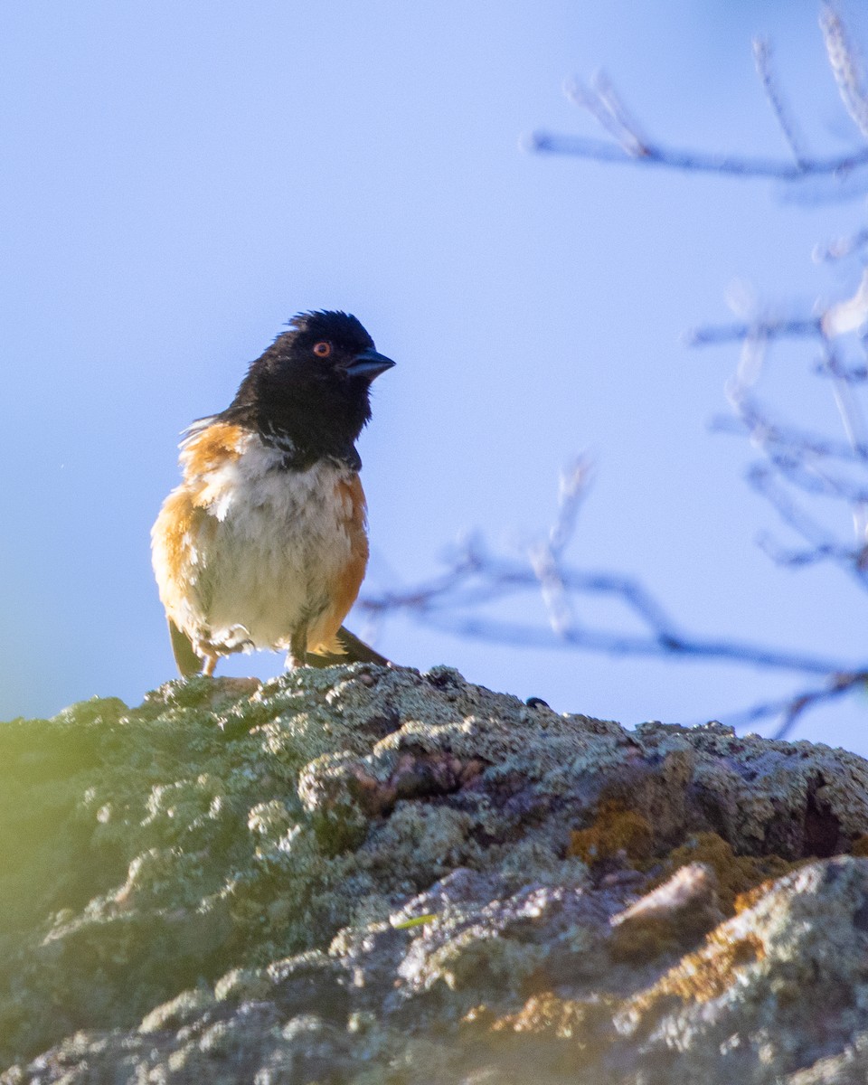 Spotted Towhee - ML621044509