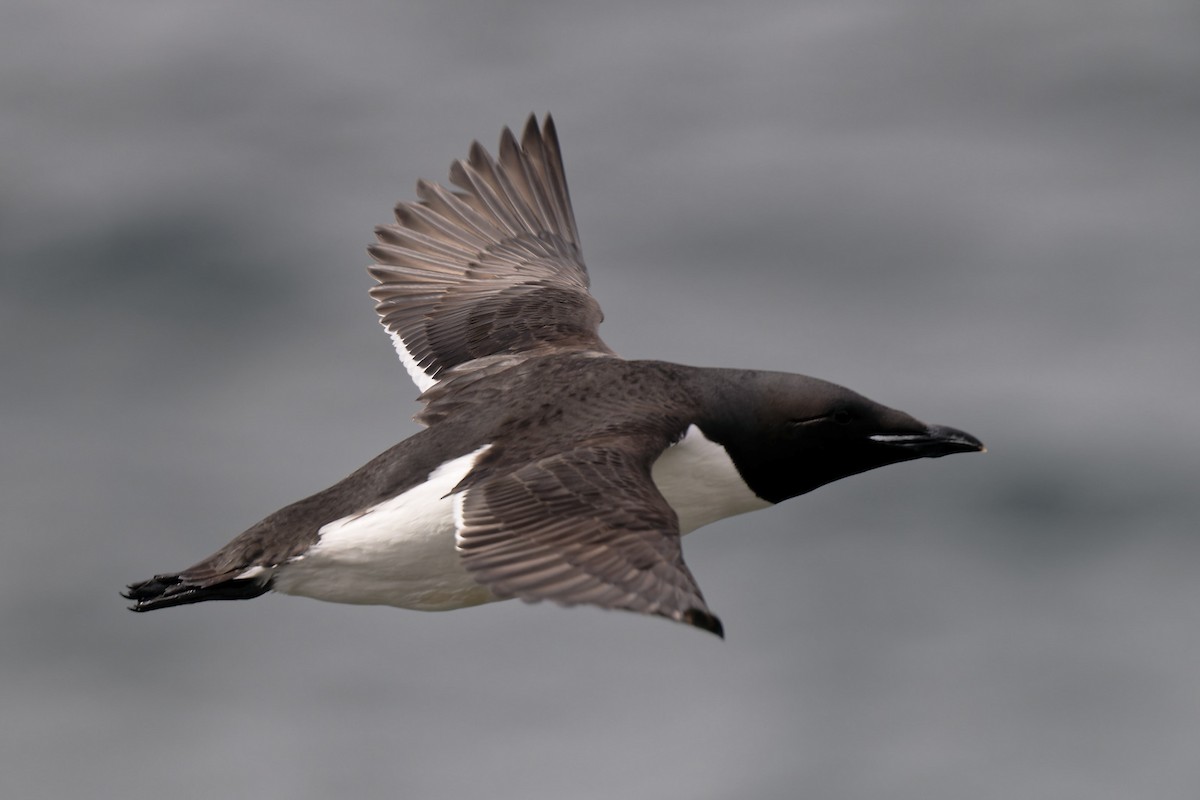 Thick-billed Murre - ML621044522
