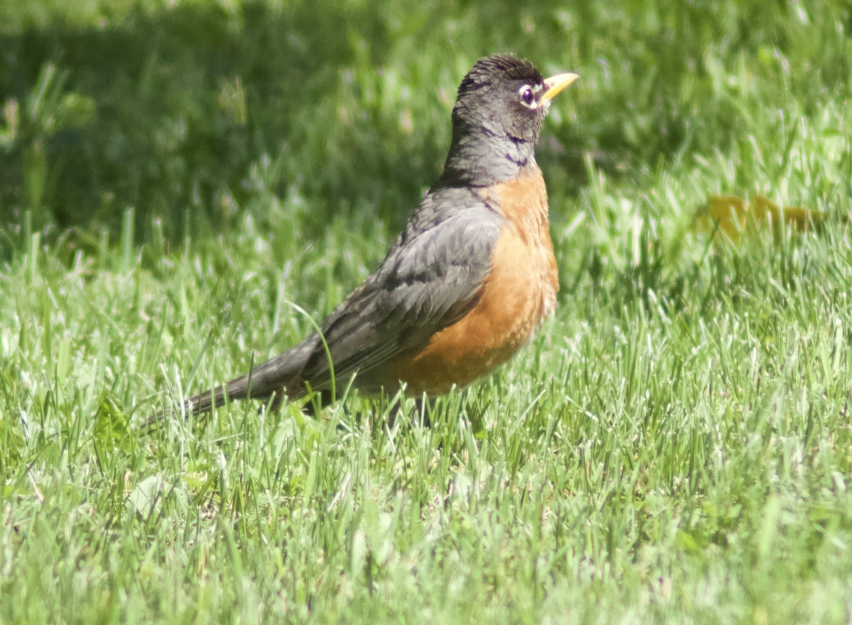 American Robin - ML621044525