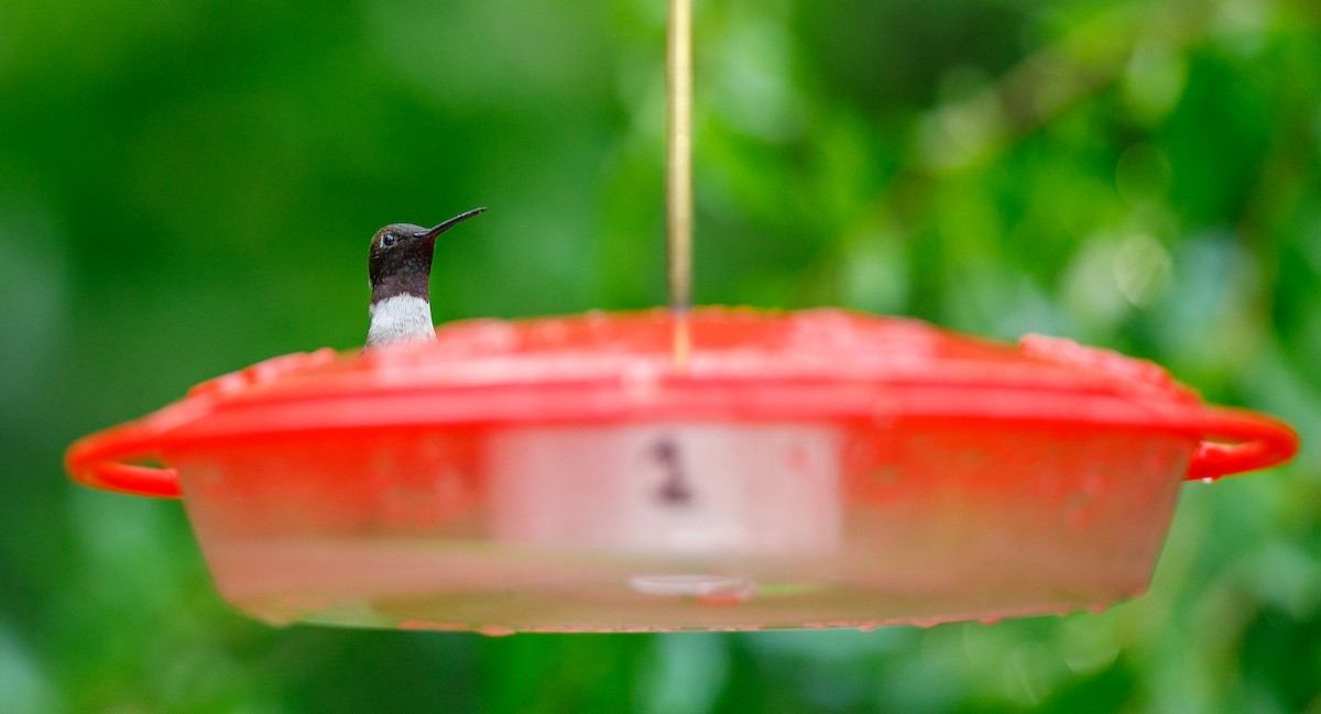 Black-chinned Hummingbird - ML621044536