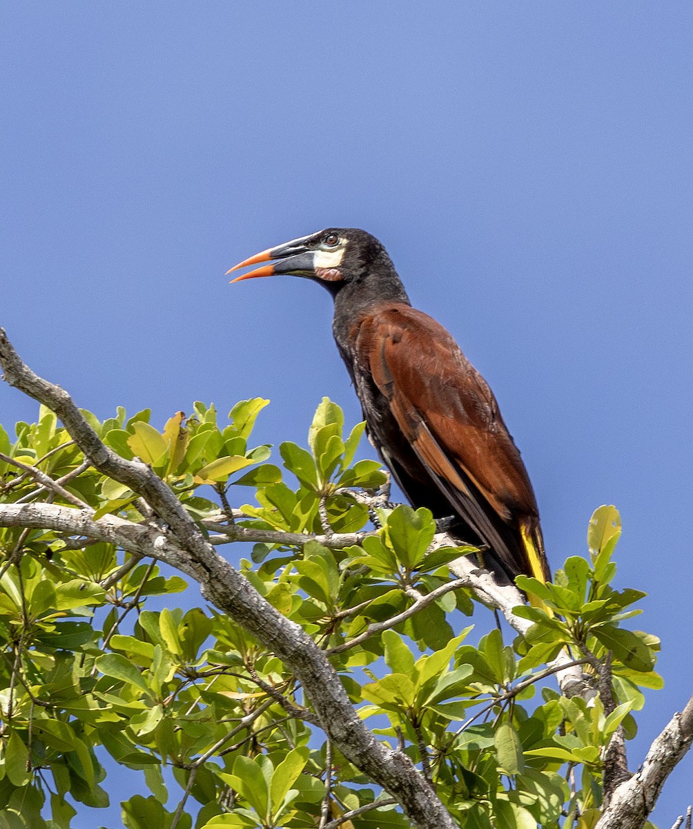 Montezuma Oropendola - ML621044545