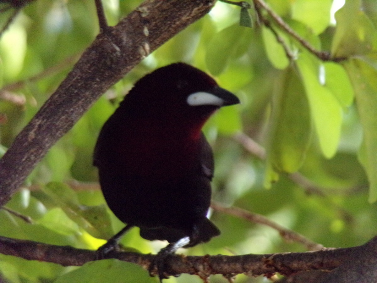 Silver-beaked Tanager - ML621044565