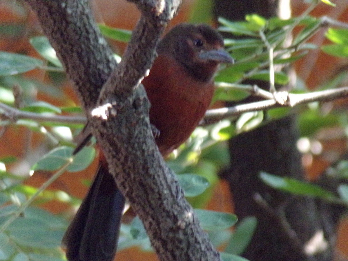 Silver-beaked Tanager - ML621044571