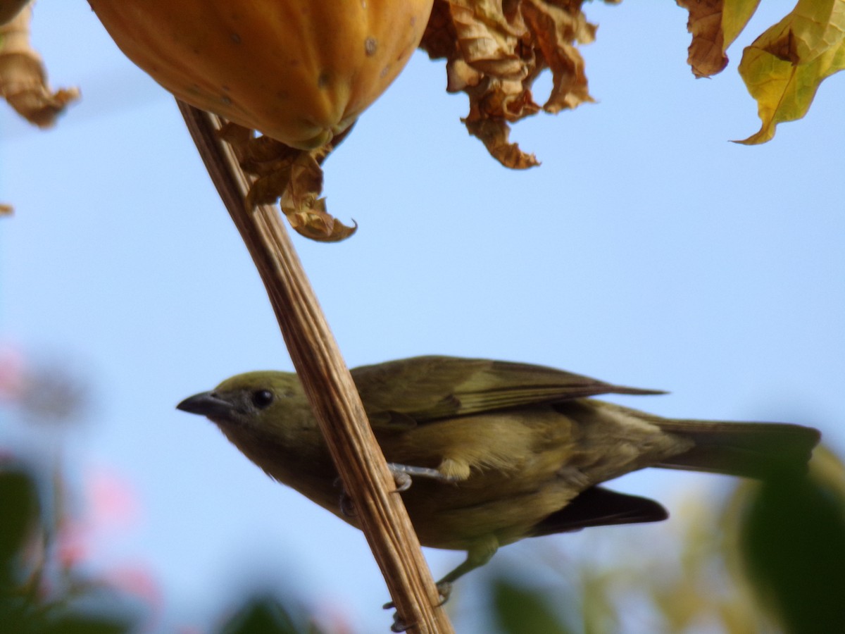 Palm Tanager - ML621044681