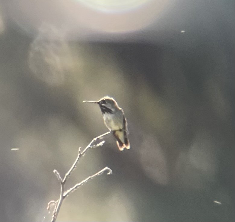 Calliope Hummingbird - ML621044684