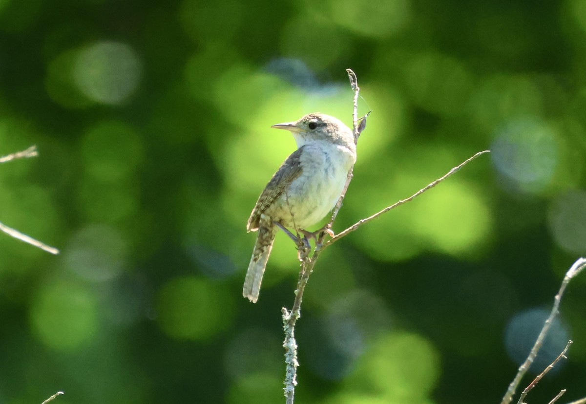 House Wren - ML621044698