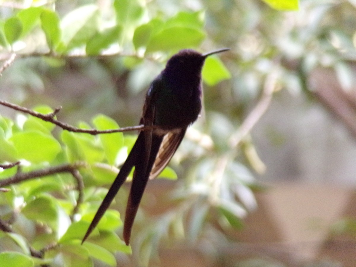 Swallow-tailed Hummingbird - ML621044728