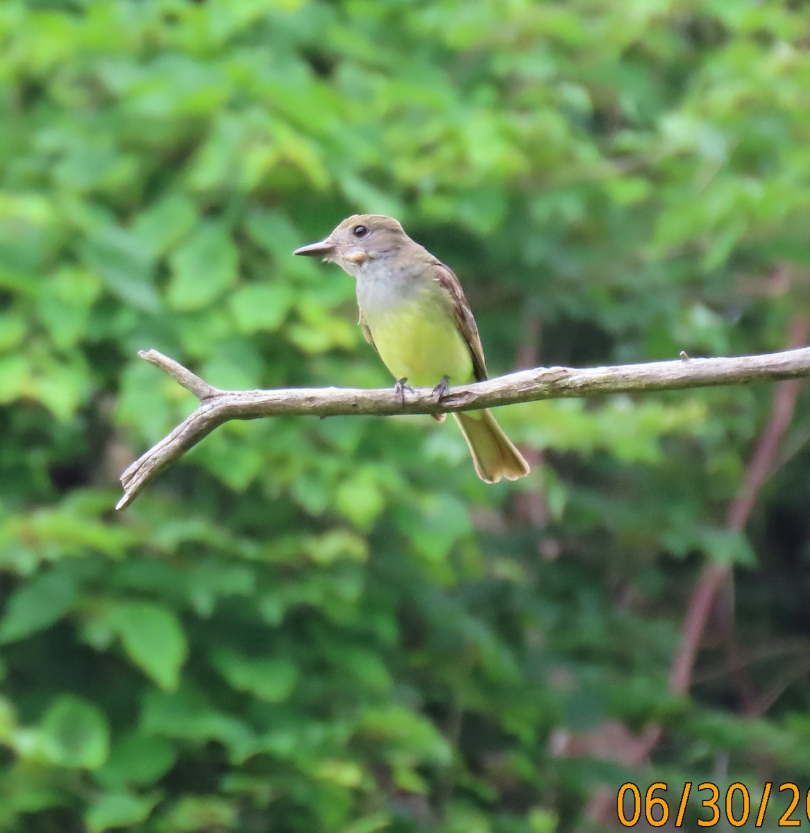 Great Crested Flycatcher - ML621044812