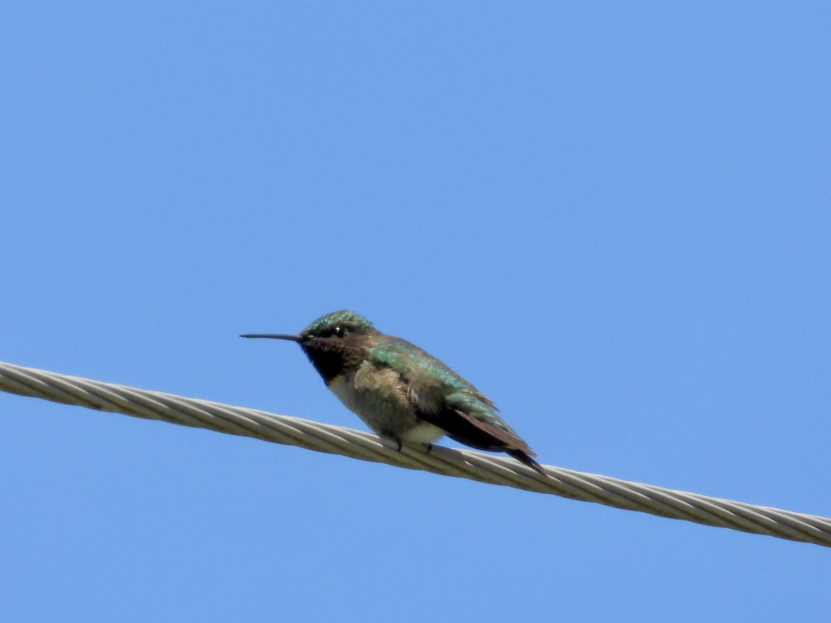 Колібрі рубіновогорлий - ML621044881