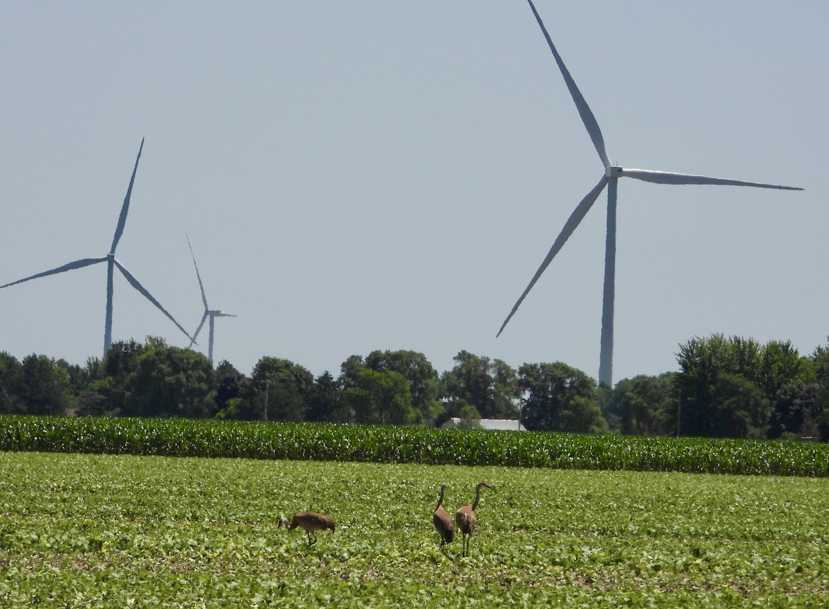 Орог тогоруу - ML621044895