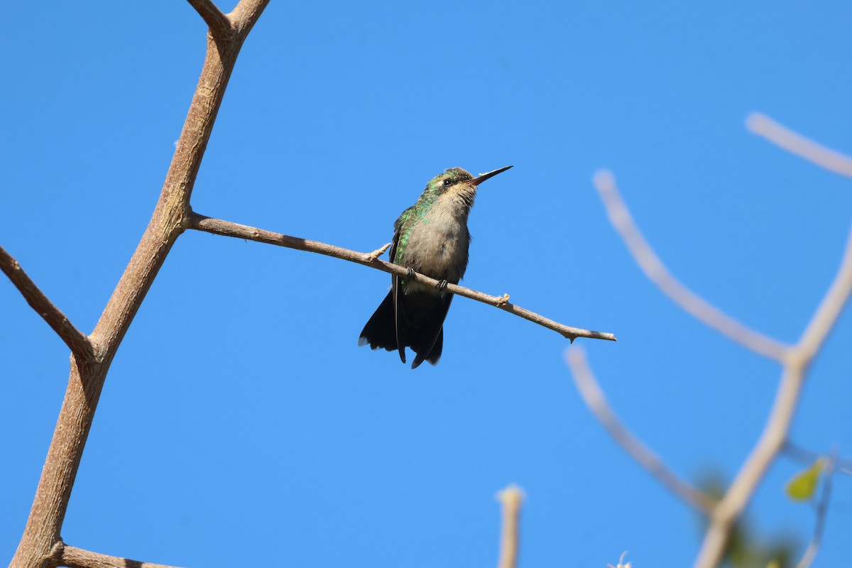 kolibřík lesklobřichý - ML621044902