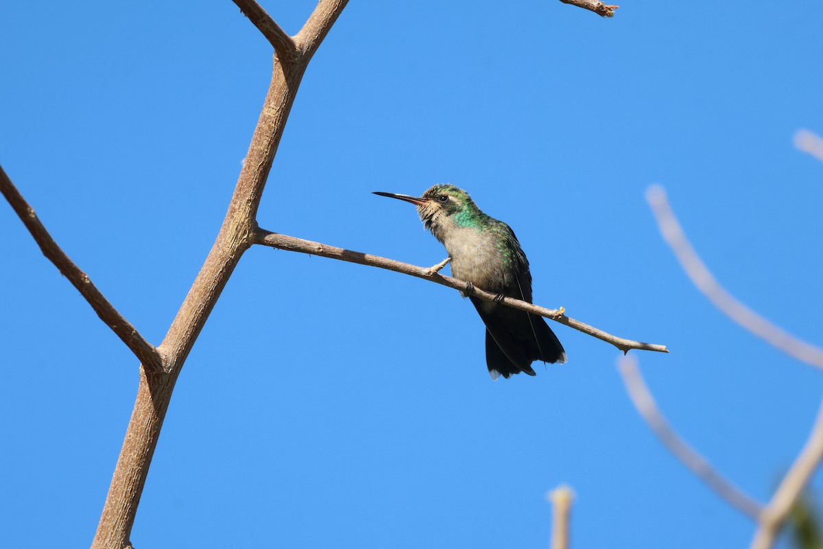 kolibřík lesklobřichý - ML621044903