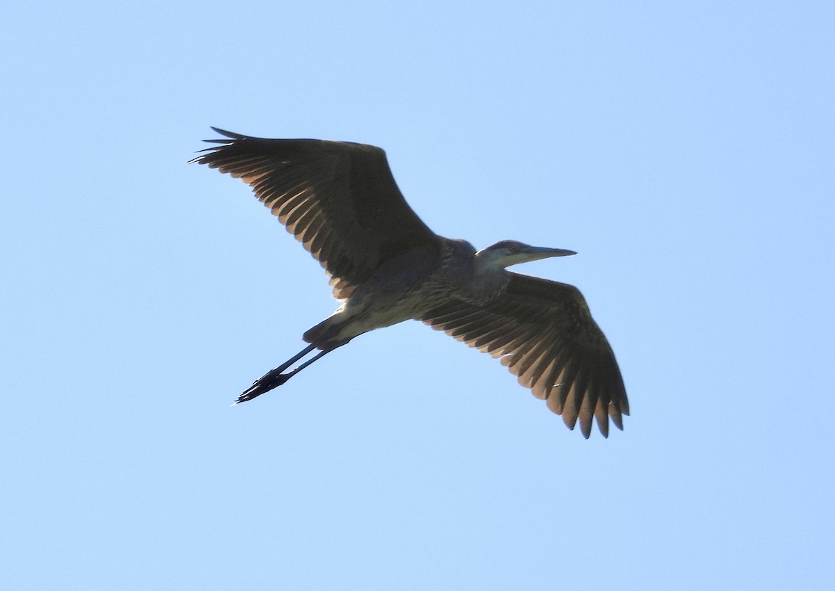 Great Blue Heron - ML621044904