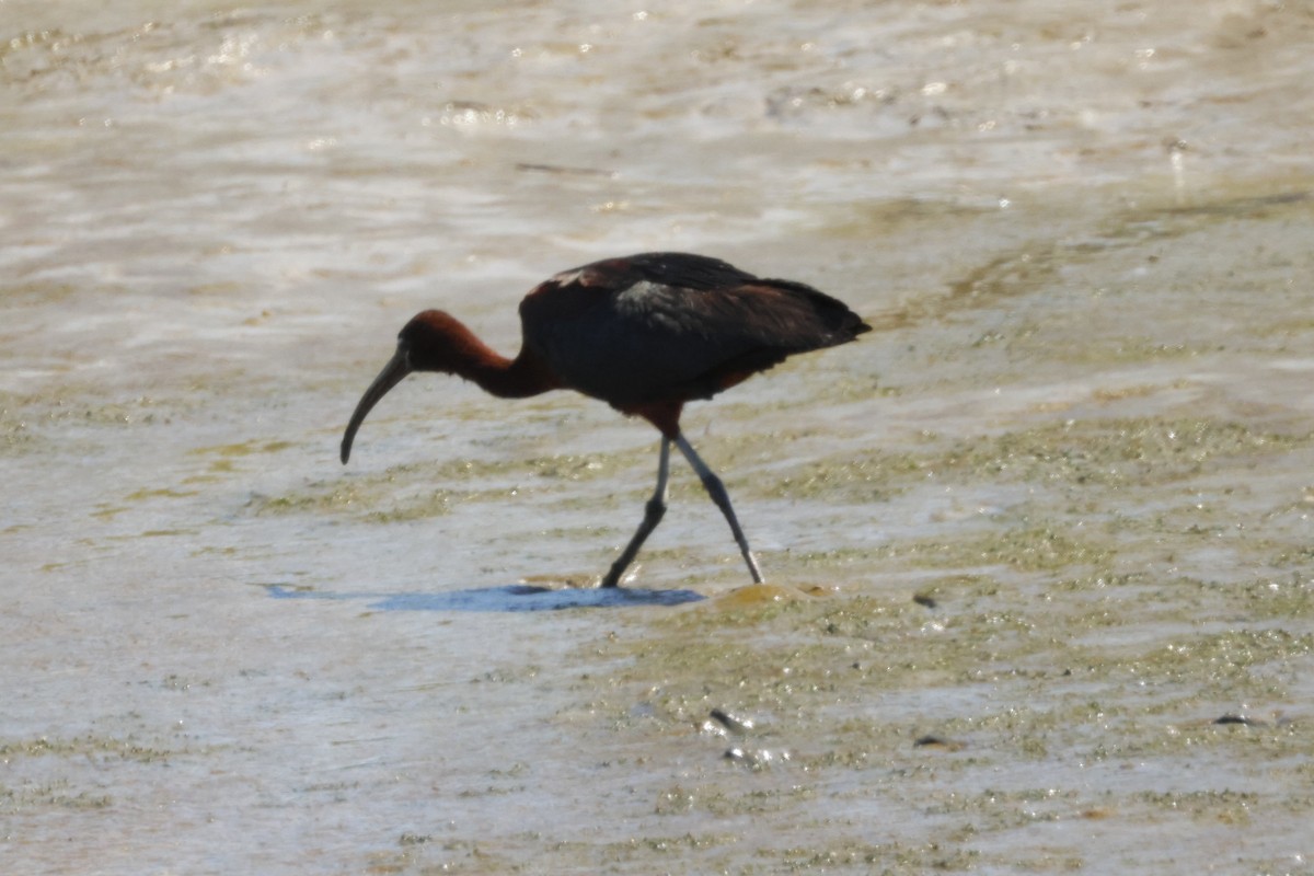 ibis hnědý - ML621044909