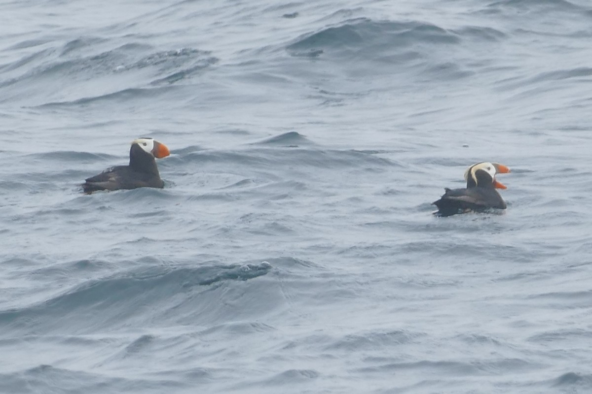 Tufted Puffin - ML621044910