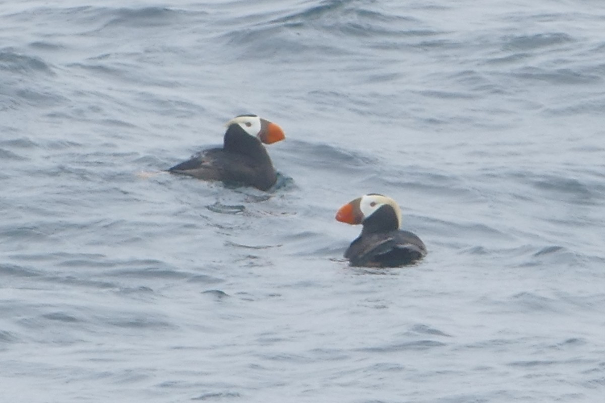 Tufted Puffin - ML621044911