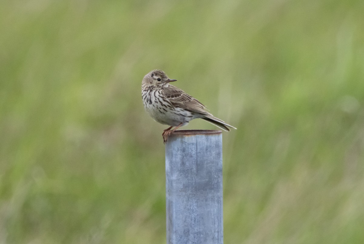 Meadow Pipit - ML621044922