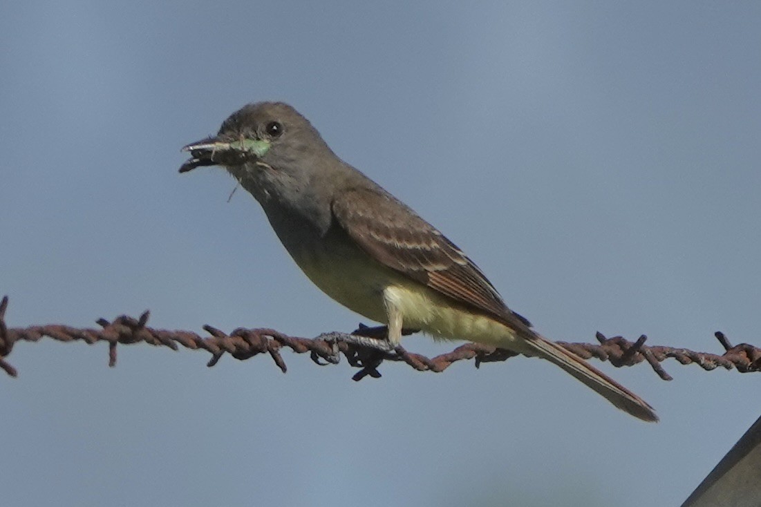 Great Crested Flycatcher - ML621044927