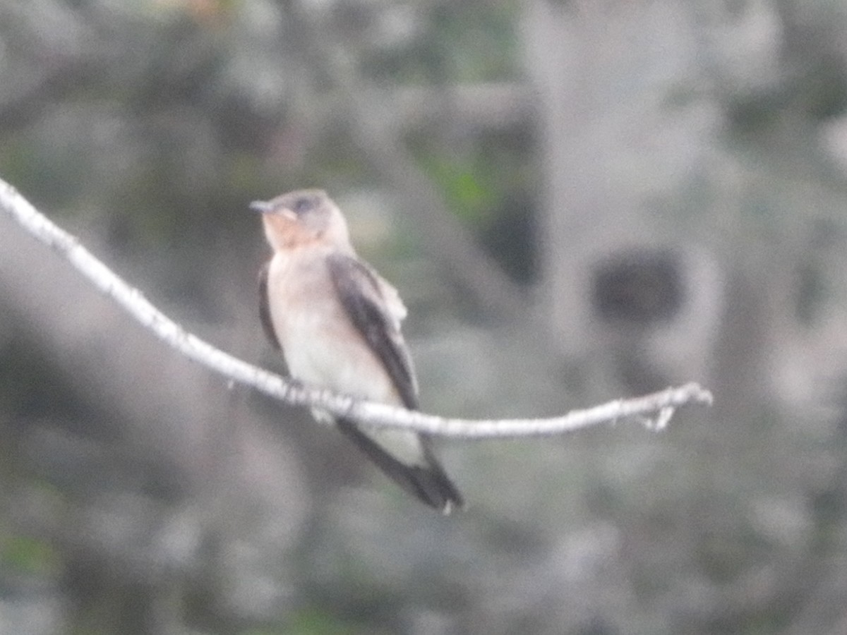 Southern Rough-winged Swallow - ML621044928