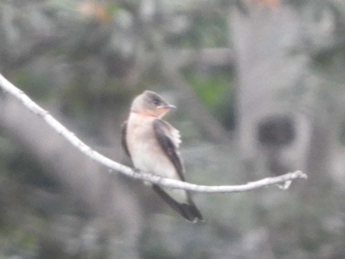 Southern Rough-winged Swallow - ML621044931
