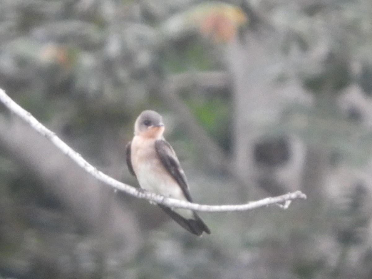 Southern Rough-winged Swallow - ML621044933