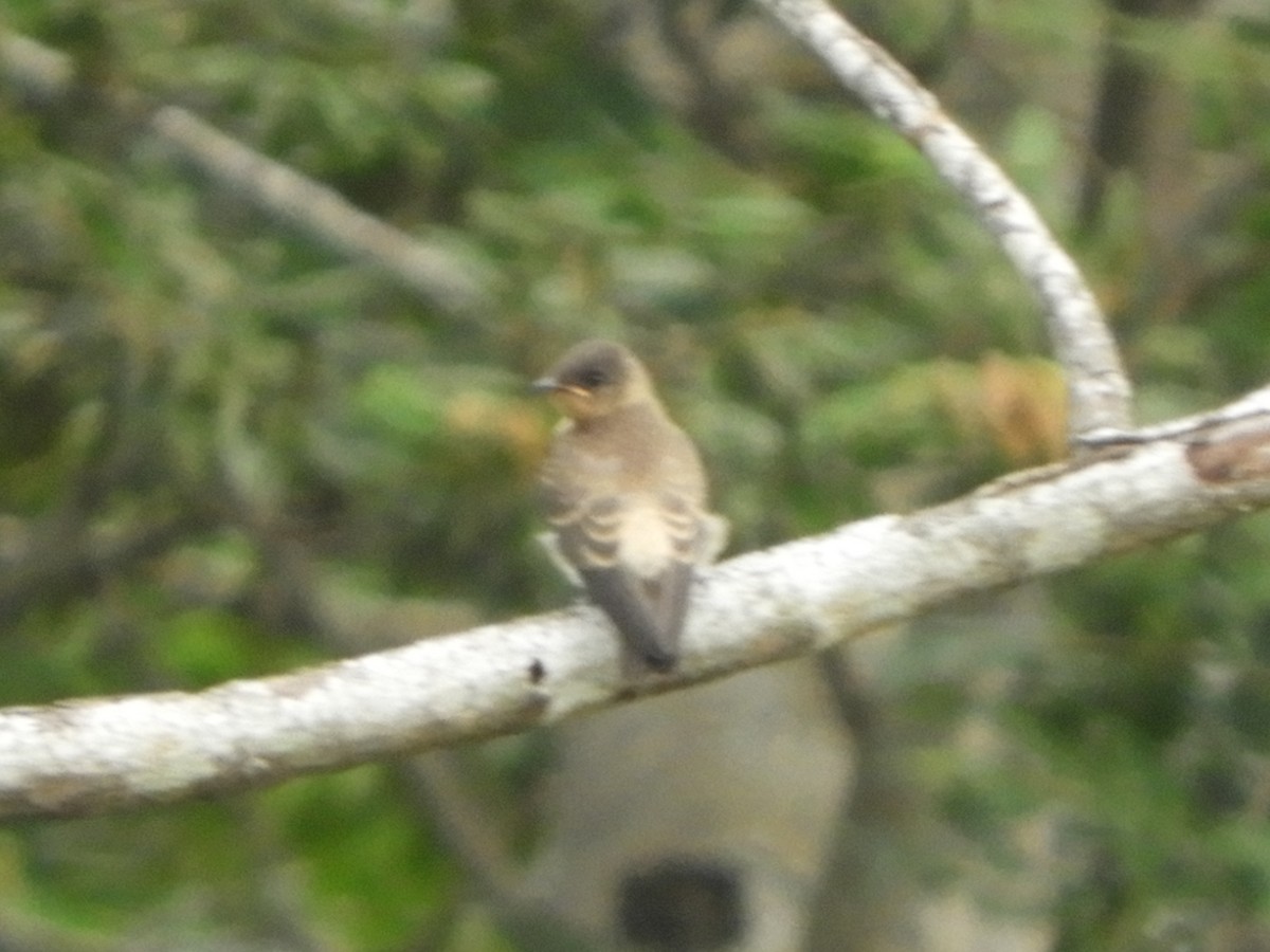 Southern Rough-winged Swallow - ML621044935