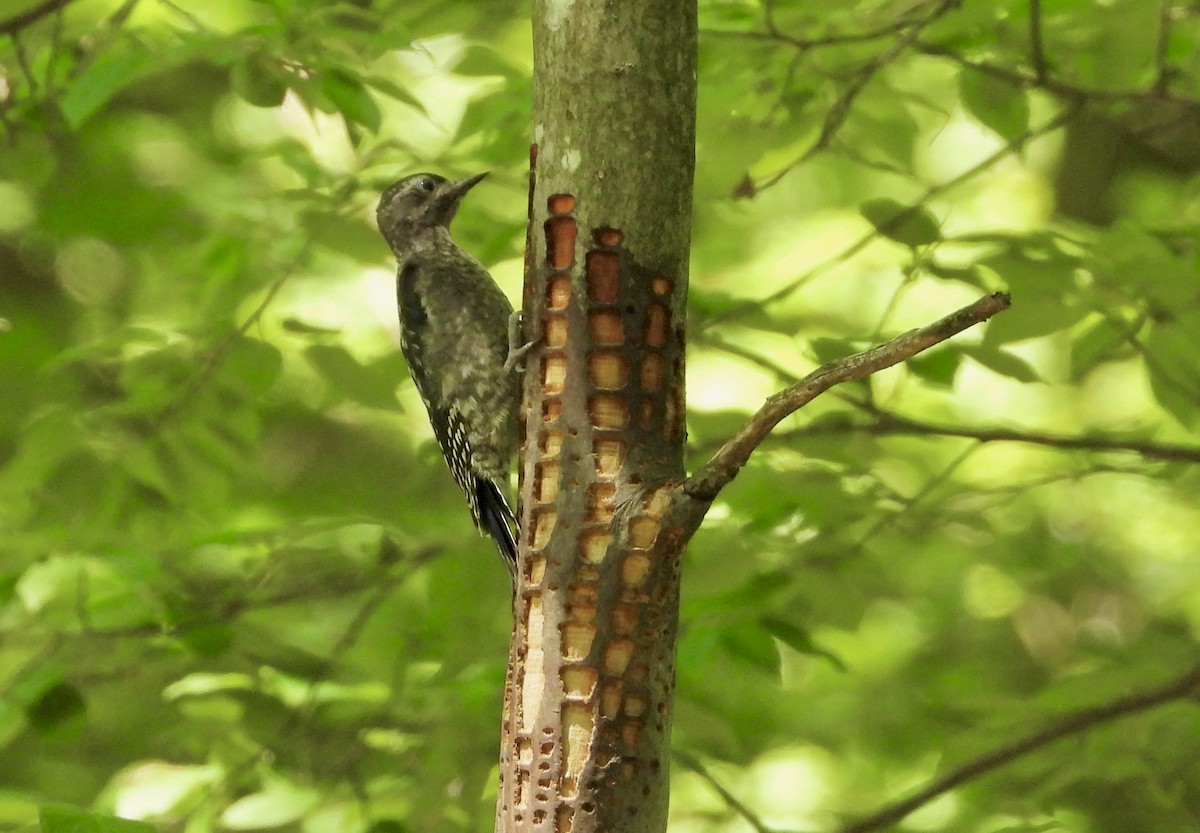 Дятел-смоктун жовточеревий - ML621044944