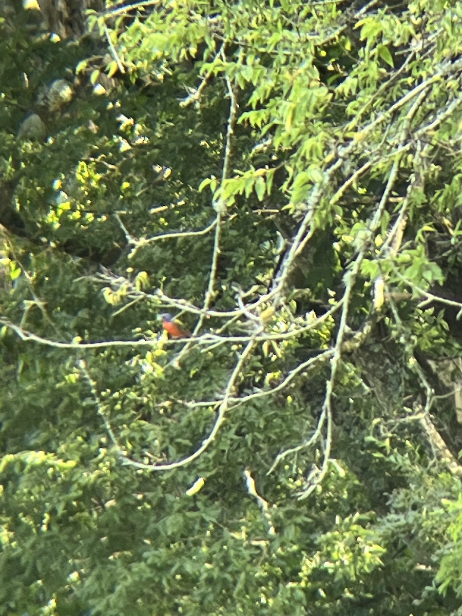 Painted Bunting - ML621044991