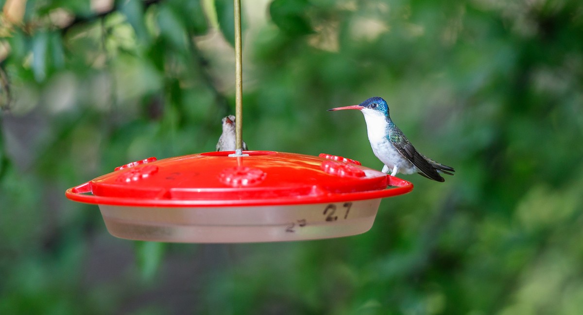 kolibřík fialovokorunkatý - ML621045026