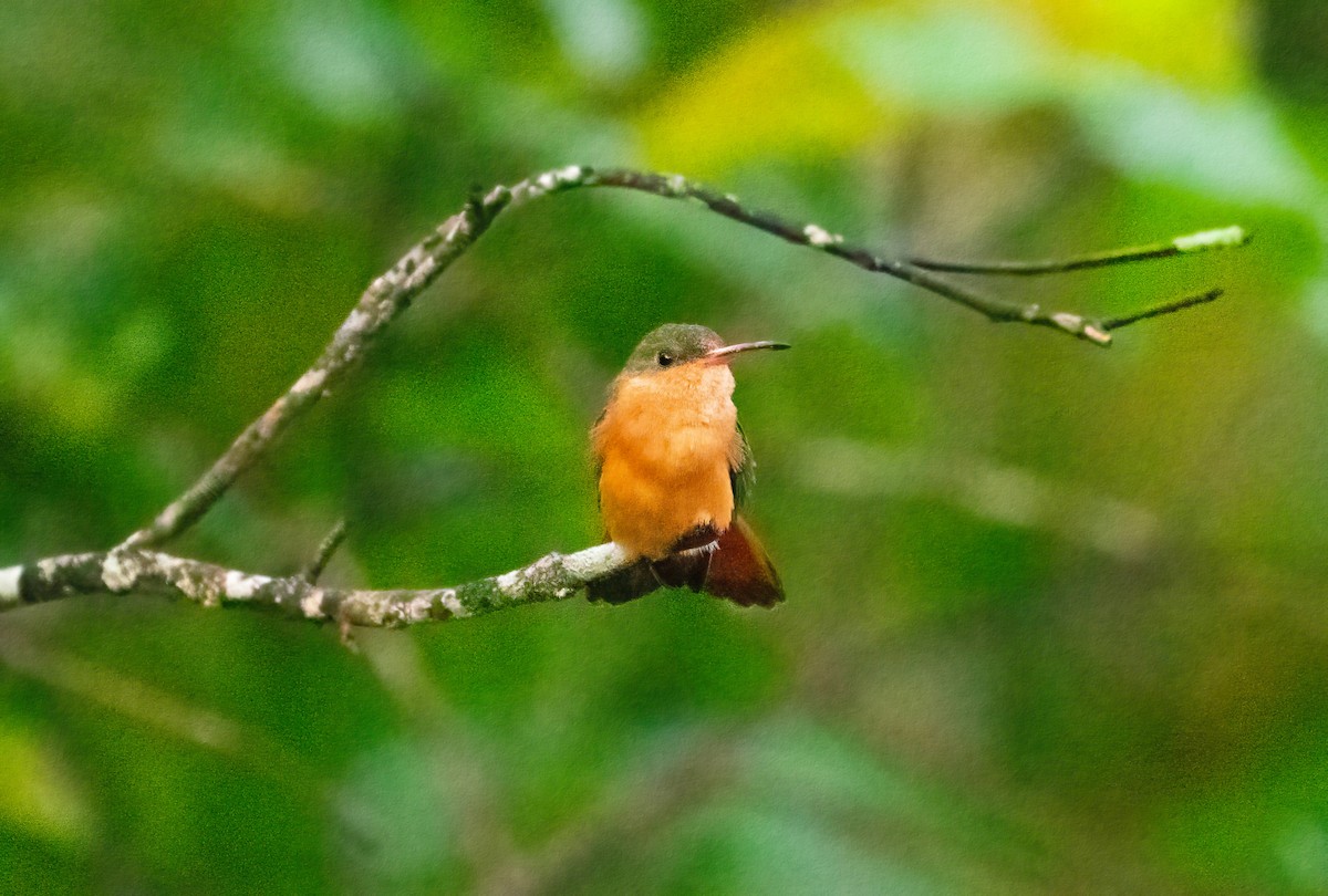 kolibřík ryšavý - ML621045037
