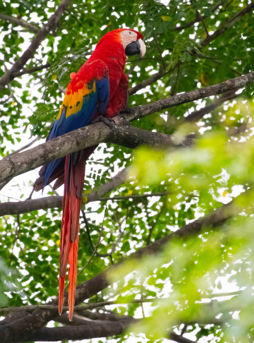 Scarlet Macaw - ML621045046