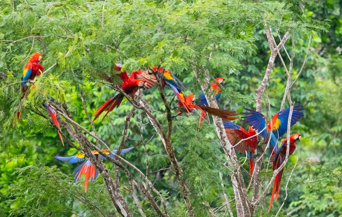 Scarlet Macaw - ML621045048