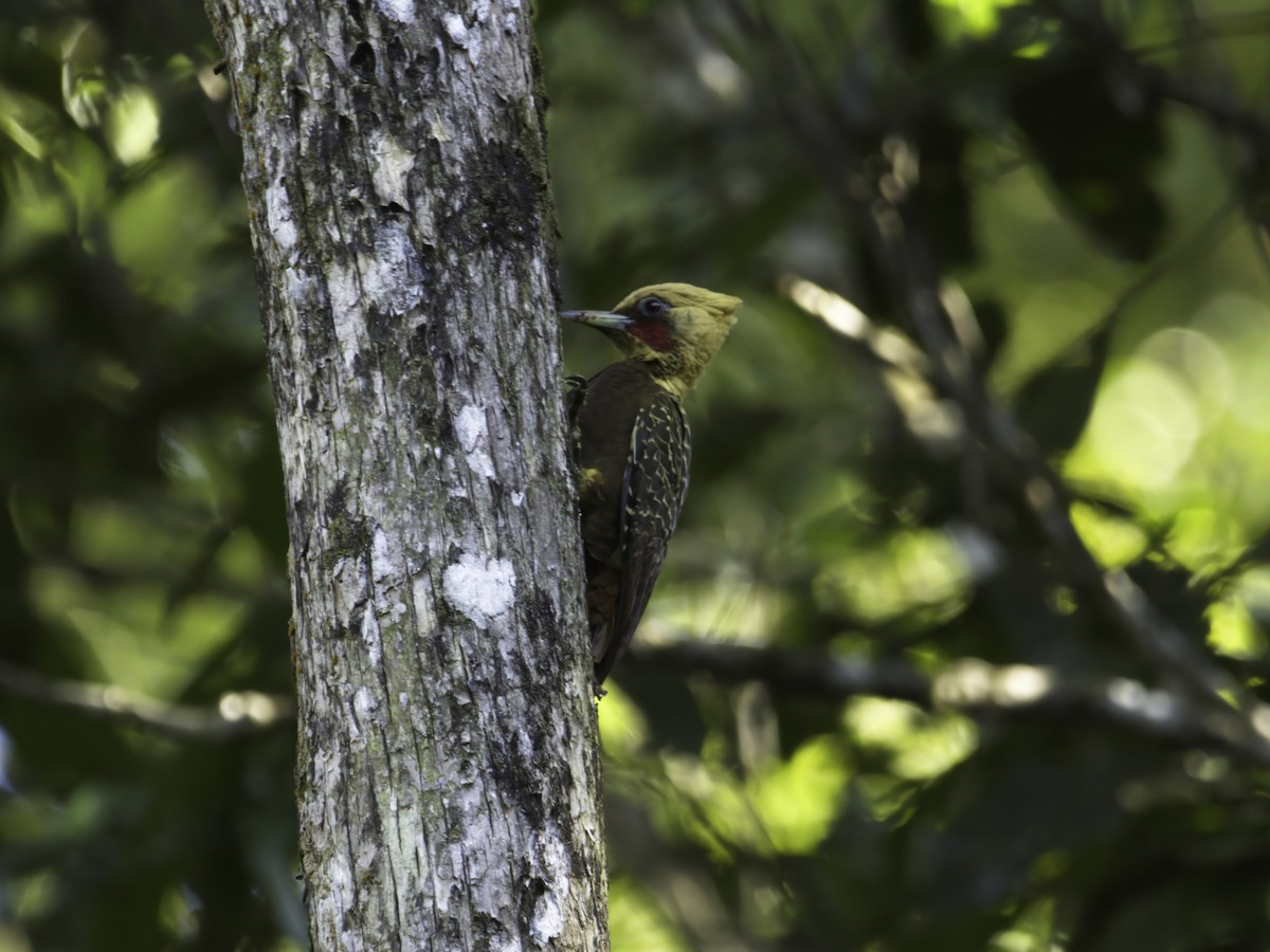 Pale-crested Woodpecker - ML621045069