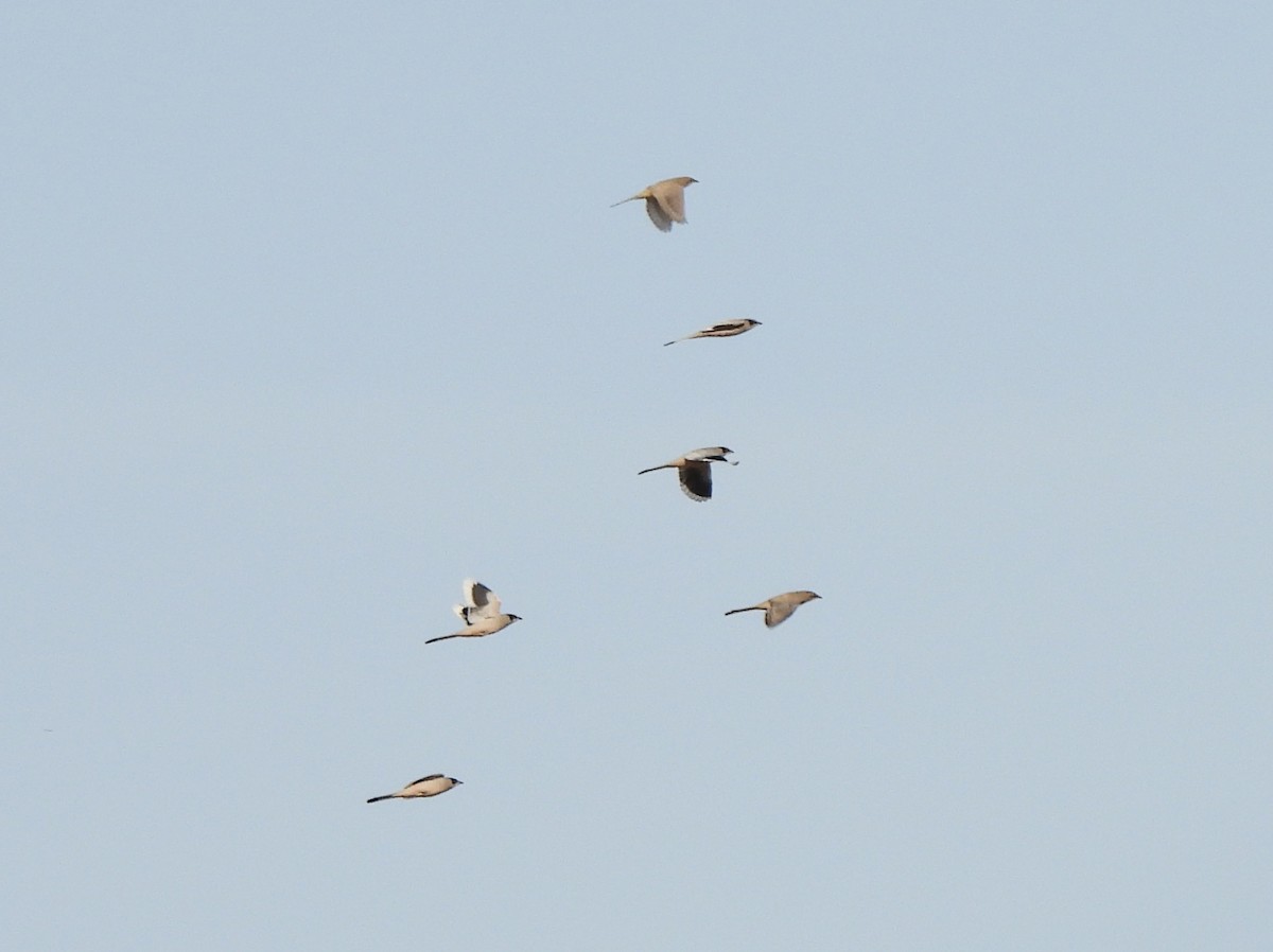 Hypocolius - Adrián Colino Barea