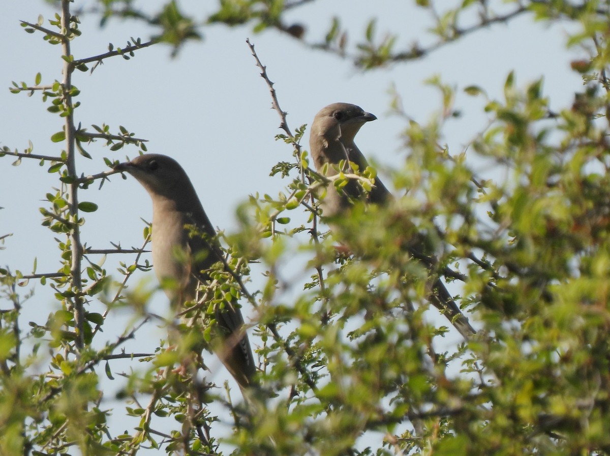 Hypocolius - Adrián Colino Barea