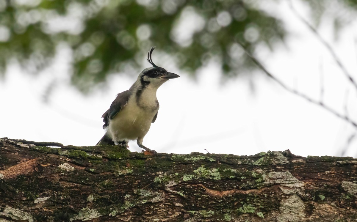 White-throated Magpie-Jay - ML621045096