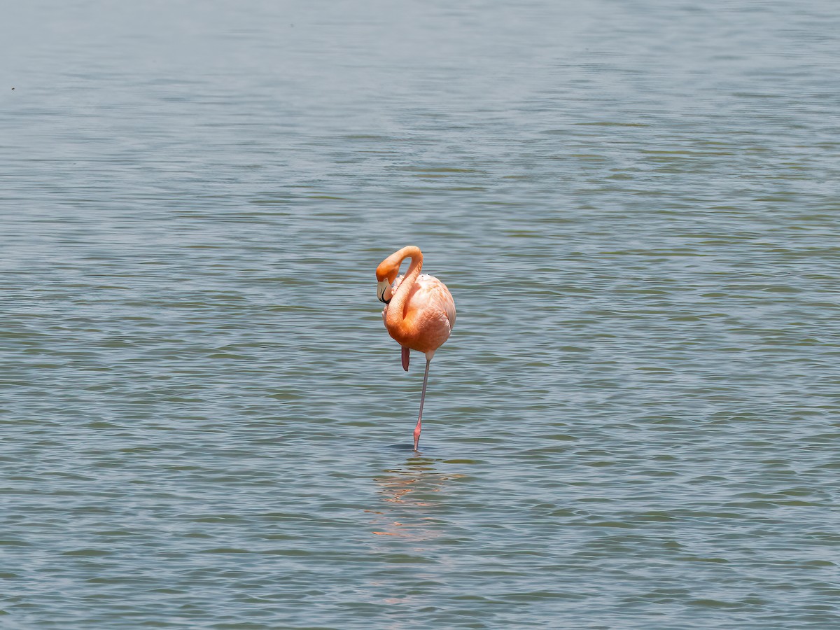Amerika Flamingosu - ML621045105
