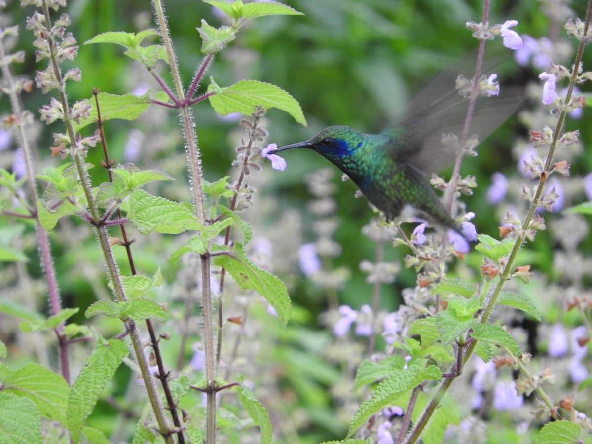 kolibřík zelený - ML621045112