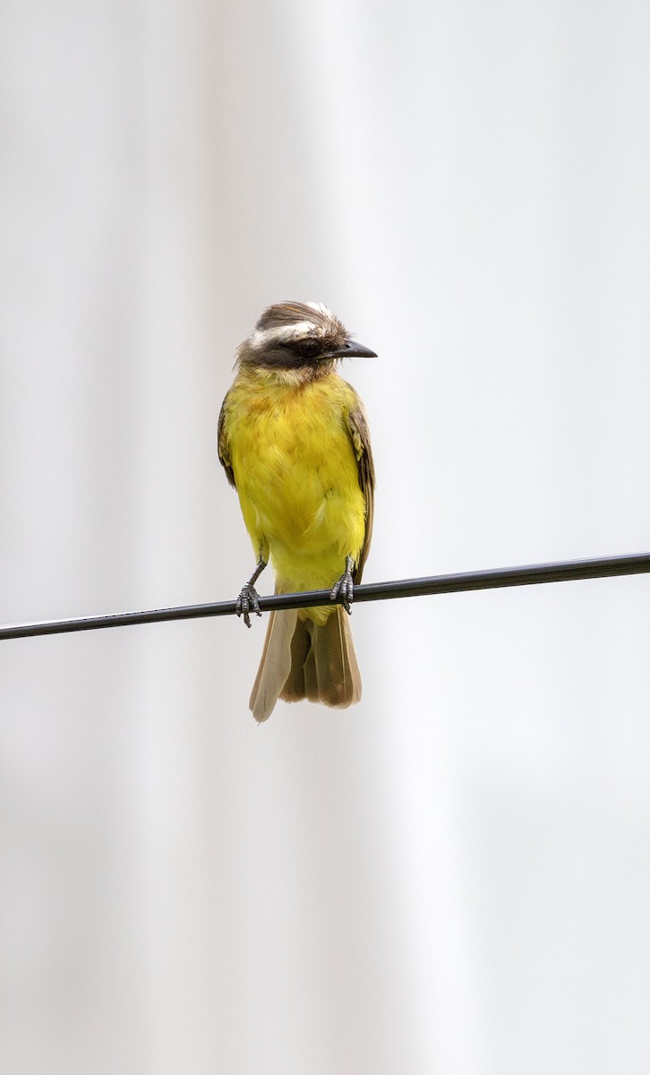 Social Flycatcher - ML621045120