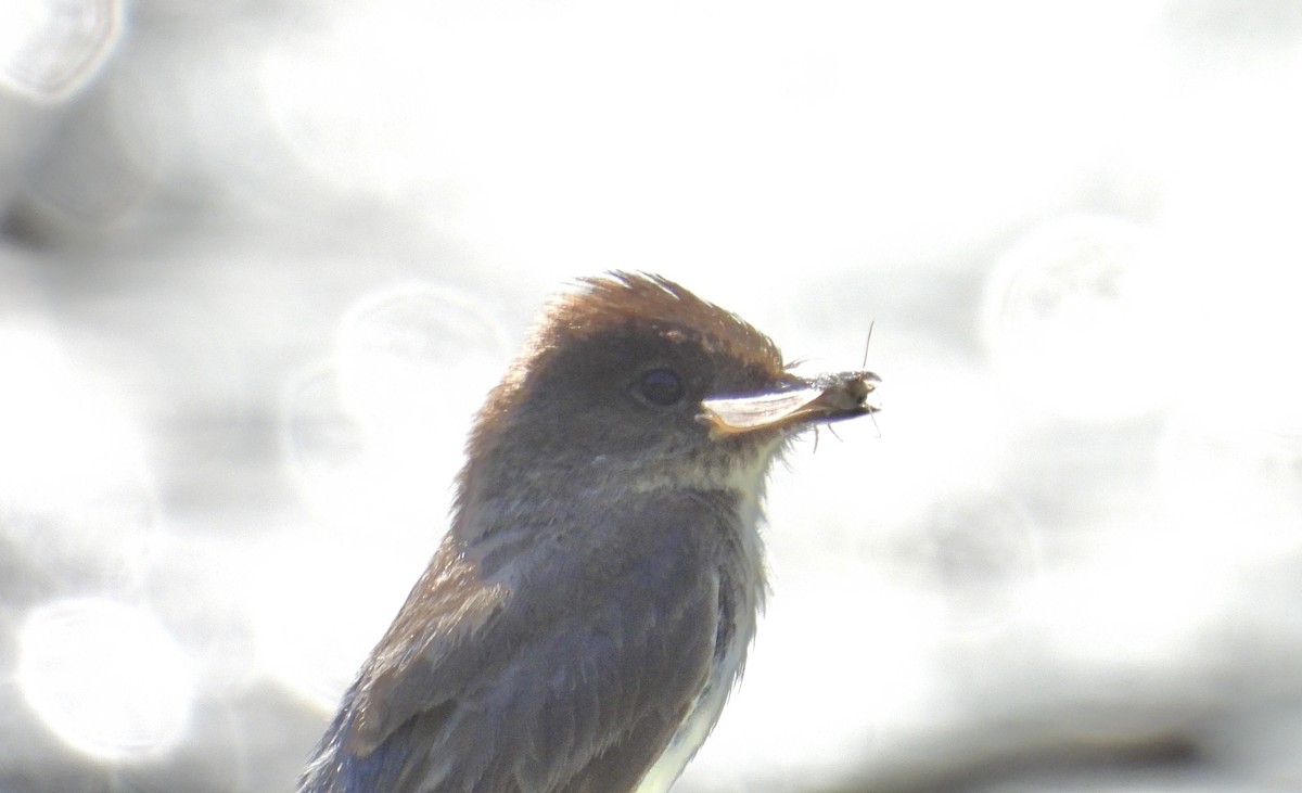 Феб буроспинний - ML621045122